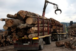 146 de percheziții în țară la grupări care se ocupau cu traficul de material lemnos. Sunt vizate și mai multe ocoale silvice